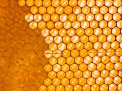 Foto Jepretan Lensa Makro, Hasilnya Memukau!