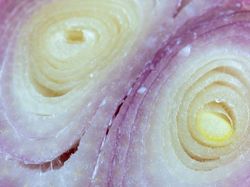 Foto Jepretan Lensa Makro, Hasilnya Memukau!