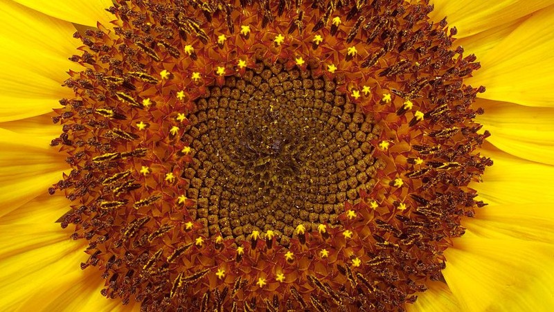 Fotografi makro adalah teknik memotret dengan lensa khusus dengan jarak sangat dekat dari objek untuk mendapatkan detail yang tinggi. Penasaran?