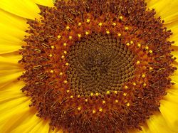 Foto Jepretan Lensa Makro, Hasilnya Memukau!