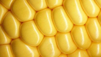 Pertama, ada objek jagung manis yang dipotret menggunakan lensa makro. Terlihat detail jagung tersebut sangat tinggi. Foto ini diambil pada 1 Januari 2015 lalu.