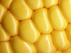 Foto Jepretan Lensa Makro, Hasilnya Memukau!