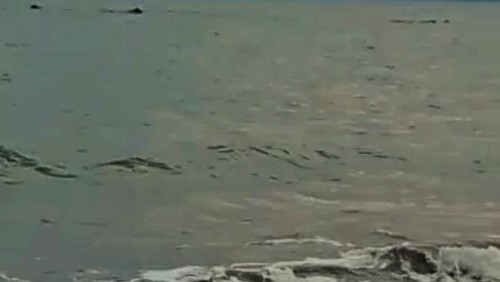 Penampakan koloni paus dekat Pantai Pebuahan, Desa Banyubiru, Kecamatan Negara, Selasa (6/9/2022) sore.