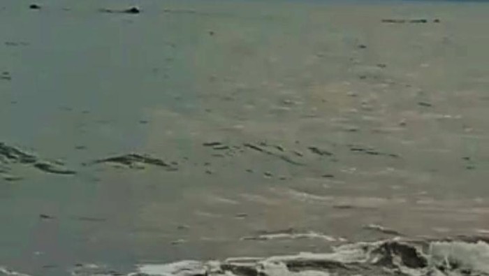 Penampakan koloni paus dekat Pantai Pebuahan, Desa Banyubiru, Kecamatan Negara, Selasa (6/9/2022) sore.