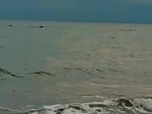 Heboh 8 Ekor Paus Muncul di Pantai Pebuahan Jembrana