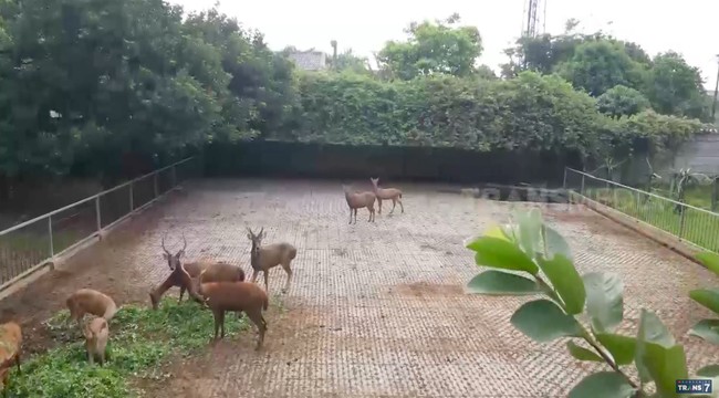 Halaman yang luas dimanfaatkan Sutiyoso sebagai kebun binatang. Ada rusa, siamang, ular sanca, ikan arapaima. Tapi yang banyak jenis burung. Yang perlu disampaikan, semua binatag ada surat izinnya dari Kementerian Kehutanan, kata Bang Yos, begitu ia akrab disapa. (Foto: YouTube/Trans7 Official)