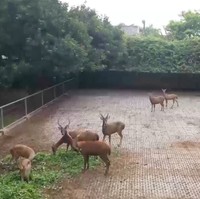 Halaman yang luas dimanfaatkan Sutiyoso sebagai kebun binatang. Ada rusa, siamang, ular sanca, ikan arapaima. Tapi yang banyak jenis burung. Yang perlu disampaikan, semua binatag ada surat izinnya dari Kementerian Kehutanan, kata Bang Yos, begitu ia akrab disapa. (Foto: YouTube/Trans7 Official)