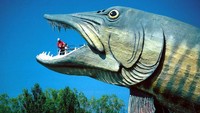 Bangunan ini bernama Shrine to Anglers. Lokasinya berada Wisconsin, Amerika Serikat. Warga bisa memasuki bangunan berbentuk ikan tersebut ke dalamnya hingga berada ke bagian mulut. Atlasobscura/Myheimu.