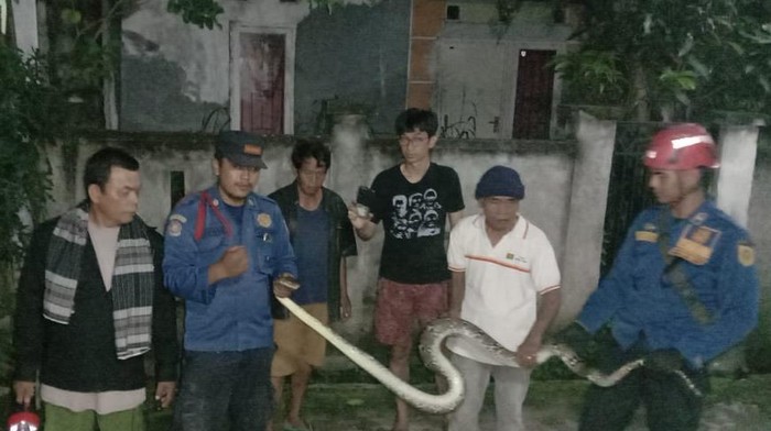Warga Kabupaten Bogor dikagetkan dengan penampakan ular jenis sanca kembang di dalam kamar tidurnya. Ular sepanjang 3 meter itu bersembunyi di bawah kasur. (dok Istimewa)