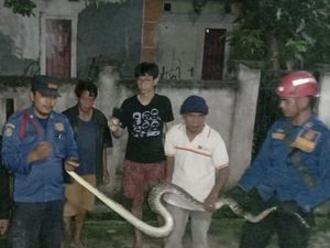 Sanca 3 Meter Ngumpet di Kasur Warga Bogor, Dideteksi Sikap Aneh Kucing