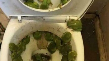 Serangan kodok di toilet. Foto: Boredpanda