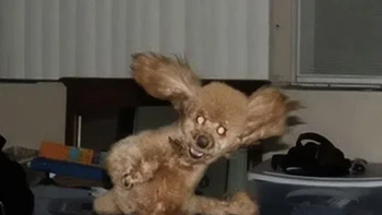 Anjing ini lucu tapi jadi menyeramkan difoto. Foto: Boredpanda