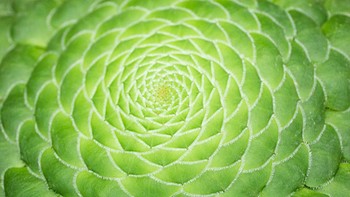 Lanjut ada tekstur khas dari tanaman sukulen atau Aeonium tabuliforme. Lewat lensa makro, tanaman ini terlihat lebih indah. Daun ini dipotret pada 1 Januari 2015.