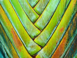 Ini Dia Foto Jepretan Lensa Makro Seindah Lukisan