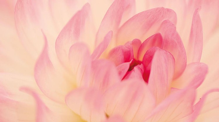 Ini Dia Jepretan Lensa Makro dengan Detail Bak Lukisan Dalam fotografi, lensa makro mampu menangkap objek kecil dengan tekstur tinggi. Berikut deretan foto makro dengan berbagai jenis tanaman bak lukisan.