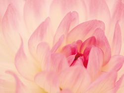 Ini Dia Foto Jepretan Lensa Makro Seindah Lukisan