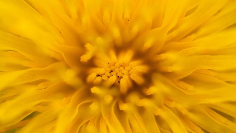 Dalam fotografi, lensa makro mampu menangkap objek kecil dengan tekstur tinggi. Berikut deretan foto makro dengan berbagai jenis tanaman bak lukisan.