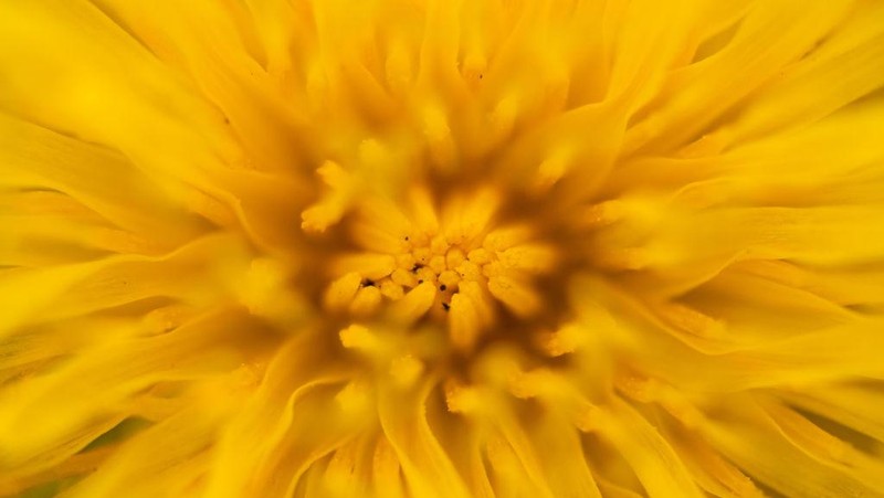 Dalam fotografi, lensa makro mampu menangkap objek kecil dengan tekstur tinggi. Berikut deretan foto makro dengan berbagai jenis tanaman bak lukisan.