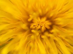 Ini Dia Foto Jepretan Lensa Makro Seindah Lukisan