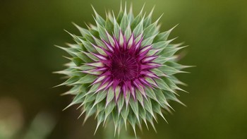 Dari Taman Nasional Grand Teton, Amerika Serikat, ada bunga musk thistle yang merupakan famili dari bunga matahari. Bunga mekar ini terlihat seperti lukisan realis lewat jepretan lensa makro. Potret ini diambil pada 1 Agustus 2011.