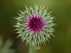 Ini Dia Foto Jepretan Lensa Makro Seindah Lukisan