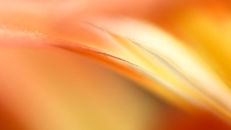 Ini Dia Jepretan Lensa Makro dengan Detail Bak Lukisan Dalam fotografi, lensa makro mampu menangkap objek kecil dengan tekstur tinggi. Berikut deretan foto makro dengan berbagai jenis tanaman bak lukisan.