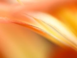 Ini Dia Foto Jepretan Lensa Makro Seindah Lukisan