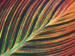 Ini Dia Foto Jepretan Lensa Makro Seindah Lukisan