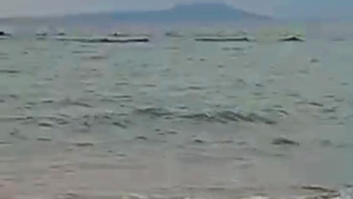 Kemunculan 8 ekor paus yang sempat mencuri perhatian warga pesisir pantai Pebuahan, Desa Banyubiru, Kecamatan Negara, Selasa (6/9/2022) sore
