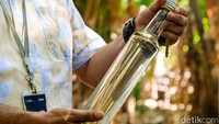 Minyak kayu putih yang sudah jadi kemudian dikemas ke dalam botol dan dijual seharga Rp 300.000 per 500 ml.  
