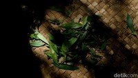 Daun kayu putih yang siap disuling menjadi minyak. Sebagai informasi, detikcom bersama BRI mengadakan program Tapal Batas yang mengulas perkembangan ekonomi, infrastruktur, hingga wisata di beberapa wilayah terdepan Indonesia. Untuk mengetahui informasi dari program ini ikuti terus berita tentang Tapal Batas di tapalbatas.detik.com