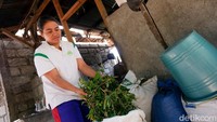 Seperti ini pembuatan minyak kayu putih di Wini, Kabupaten Timor Tengah Utara, NTT, pertengahan Agustus lalu. Bahan baku berupa daun eucalyptus yang sudah dikumpulkan dan dimasukkan ke dalam tong.  