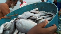Sornam menuturkan situasinya sulit saat ini, tidak ada minyak tanah, tidak ada makanan di rumah. Ia dan nelayan yang lain hanya mendapat pekerjaan jika datang ke laut, jika tidak maka kelaparan.