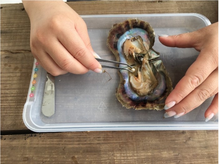 Pearl Harvesting Experience