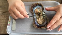 Jakarta Aquarium & Safari untuk pertama kalinya berkolaborasi dengan perusahaan Jepang, LE.ONE untuk menciptakan pengalaman mengambil mutiara dari cangkangnya secara langsung.