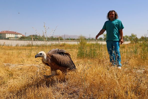 VAN, TURKIYE - SEPTEMBER 06: The small vulture and griffon vulture, which are in danger of extinction, found injured and exhausted in Hakkari were treated in Van, Turkiye on September 06, 2022. Vultures, who are cared for after the treatment and left in the garden of the treatment center, will be released back to nature in the area they are in after they recover. (Photo by Ozkan Bilgin/Anadolu Agency via Getty Images)