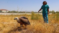 Tenaga kesehatan memandu burung bangkai ini terbang kembali ke alam. Burung tersebut ditemukan terluka dan kelelahan di Hakkari  