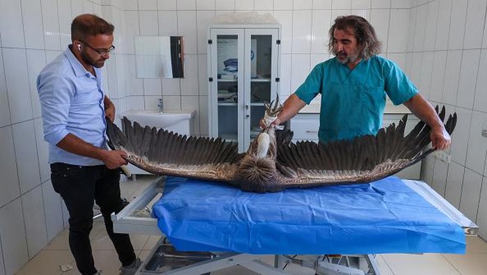 VAN, TURKIYE - SEPTEMBER 06: The small vulture and griffon vulture, which are in danger of extinction, found injured and exhausted in Hakkari were treated in Van, Turkiye on September 06, 2022. Vultures, who are cared for after the treatment and left in the garden of the treatment center, will be released back to nature in the area they are in after they recover. (Photo by Ozkan Bilgin/Anadolu Agency via Getty Images)