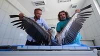 Burung Nasar yang ditemukan terluka ini akhirnya dirawat di pusat perawatan mobilvan di Hakkari, Turki.  