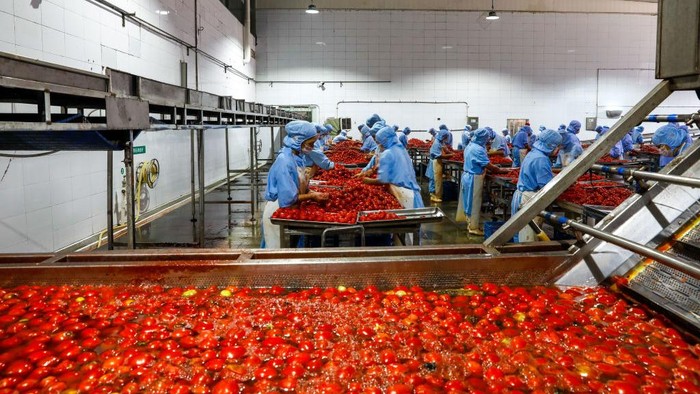 Pengolahan Tomat Kalengan di Zigui ZIGUI, CHINA - SEPTEMBER 06: Aerial view of staff members processing canned tomatoes for export at a workshop of Zigui County Qugu Food Co., Ltd. on September 6, 2022 in Zigui County, Yichang City, Hubei Province of China. (Photo by VCG/VCG via Getty Images)