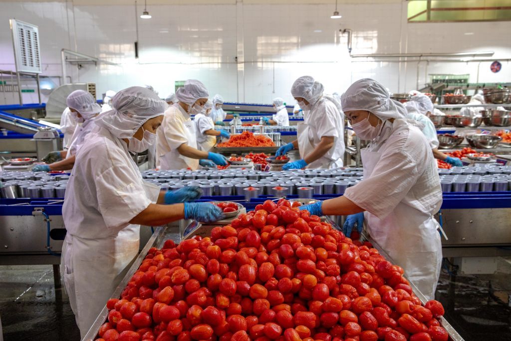 ZIGUI, CHINA - SEPTEMBER 06: Aerial view of staff members processing canned tomatoes for export at a workshop of Zigui County Qugu Food Co., Ltd. on September 6, 2022 in Zigui County, Yichang City, Hubei Province of China. (Photo by VCG/VCG via Getty Images)
