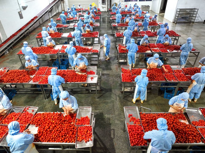 Pengolahan Tomat Kalengan di Zigui ZIGUI, CHINA - SEPTEMBER 06: Aerial view of staff members processing canned tomatoes for export at a workshop of Zigui County Qugu Food Co., Ltd. on September 6, 2022 in Zigui County, Yichang City, Hubei Province of China. (Photo by VCG/VCG via Getty Images)