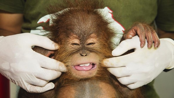 Bayi Orangutan Sumatera terlihat lucu saat digelitik oleh petugas karantina.