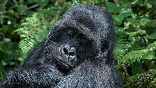 Lanjut, seekor gorila betina di Taman Nasional Gunung Berapi, Rwanda, terlihat tertidur pulas. Sepertinya gorila ini sedang mimpi indah ya gaes. Momen ini difoto pada 29 Oktober 2021 lalu.