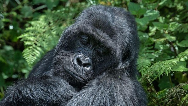 Lanjut, seekor gorila betina di Taman Nasional Gunung Berapi, Rwanda, terlihat tertidur pulas. Sepertinya gorila ini sedang mimpi indah ya gaes. Momen ini difoto pada 29 Oktober 2021 lalu. Lanjut, seekor gorila betina di Taman Nasional Gunung Berapi, Rwanda, terlihat tertidur pulas. Sepertinya gorila ini sedang mimpi indah ya gaes. Momen ini difoto pada 29 Oktober 2021 lalu.