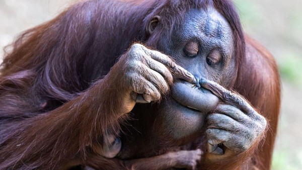 Ekspresi kocak seekor famili dari orangutan ini dijepret pada 28 Juni 2022 lalu di Kebun Binatang Darwineum, Jerman. Ekspresi kocak seekor famili dari orangutan ini dijepret pada 28 Juni 2022 lalu di Kebun Binatang Darwineum, Jerman.