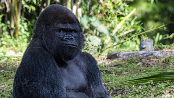 Gorila ini tampak sangat kesal saat para turis menyapa di Animal Kingdom, Walt Disney World, Florida, AS. Momen ini difoto pada 31 Mei 2022. Gorila ini tampak sangat kesal saat para turis menyapa di Animal Kingdom, Walt Disney World, Florida, AS. Momen ini difoto pada 31 Mei 2022.