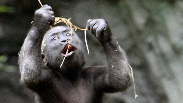 Jika ada yang bilang gorila pernah kesurupan ini buktinya. Seekor gorila di Kebun Binatang Franklin terlihat bak kesurupan dengan kedua bola matanya terlihat putih, seram. Momen ini diambil pada 14 juni 2006.