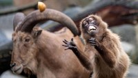 Kali ini ada seekor babon yang tengah bersenandung penuh emosi di Kebun Binatang Wilhelma, Stuttgart, pada 29 Desember 2021.