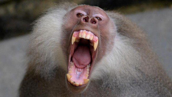 Seekor babon terlihat sangat marah di Kebun Binatang Cali, Kolombia, pada 20 Mei 2022.